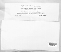 Hysteropezizella pusilla image